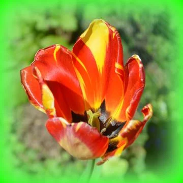 Nice flower in early spring. The first flowers appear in spring season Stock Photos