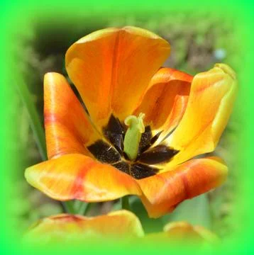 Nice flower in early spring. The first flowers appear in spring season Stock Photos