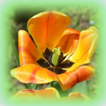 Nice flower in early spring. The first flowers appear in spring season Stock Photos
