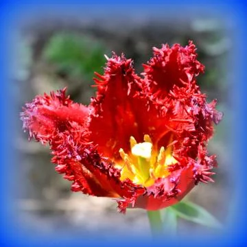 Nice flower in early spring. The first flowers appear in spring season Stock Photos