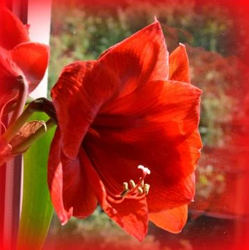 Nice flower in early spring. The first flowers appear in spring season Stock Photos