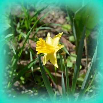 Nice flower in early spring. The first flowers appear in spring season Stock Photos