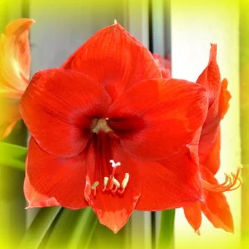 Nice flower in early spring. The first flowers appear in spring season Stock Photos