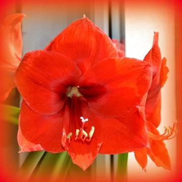 Nice flower in early spring. The first flowers appear in spring season Stock Photos