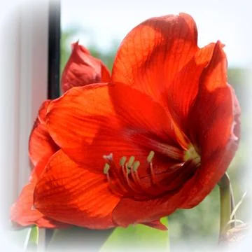 Nice flower in early spring. The first flowers appear in spring season Stock Photos