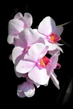 Nice flower in early spring. The first flowers appear in spring season Stock Photos