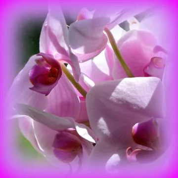 Nice flower in early spring. The first flowers appear in spring season Stock Photos