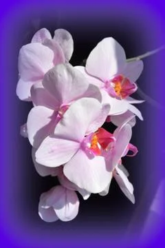 Nice flower in early spring. The first flowers appear in spring season Stock Photos