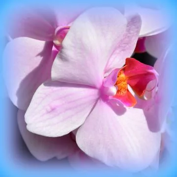 Nice flower in early spring. The first flowers appear in spring season Stock Photos