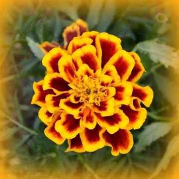 Nice flower in early spring. The first flowers appear in spring season Stock Photos