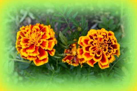 Nice flower in early spring. The first flowers appear in spring season Stock Photos