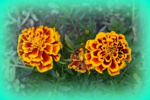 Nice flower in early spring. The first flowers appear in spring season Stock Photos