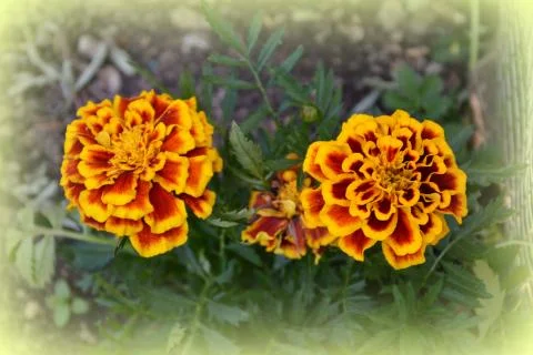 Nice flower in early spring. The first flowers appear in spring season Stock Photos
