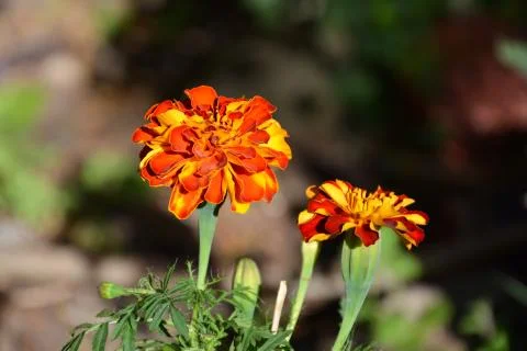 Nice flower in early spring. The first flowers appear in spring season Stock Photos