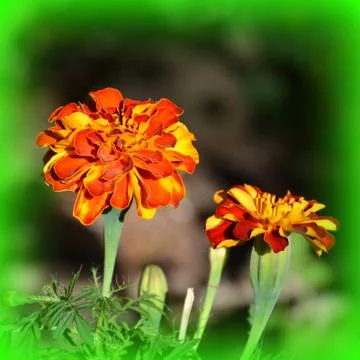 Nice flower in early spring. The first flowers appear in spring season Stock Photos