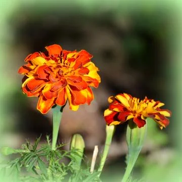 Nice flower in early spring. The first flowers appear in spring season Stock Photos