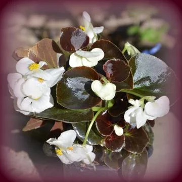 Nice flower in early spring. The first flowers appear in spring season Foto stock