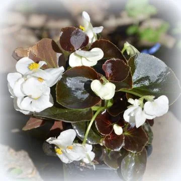 Nice flower in early spring. The first flowers appear in spring season Foto stock