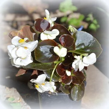 Nice flower in early spring. The first flowers appear in spring season Stock Photos