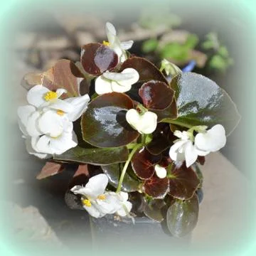 Nice flower in early spring. The first flowers appear in spring season Stock Photos