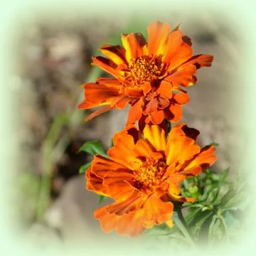 Nice flower in early spring. The first flowers appear in spring season Stock Photos
