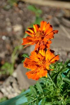 Nice flower in early spring. The first flowers appear in spring season Stock Photos