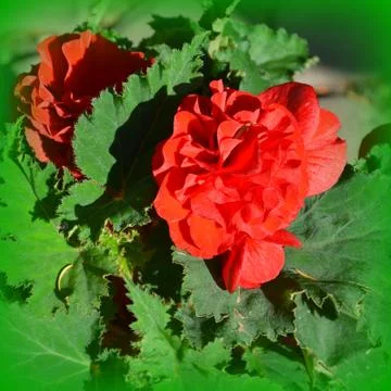 Nice flower in early spring. The first flowers appear in spring season Stock Photos