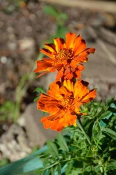 Nice flower in early spring. The first flowers appear in spring season Stock Photos