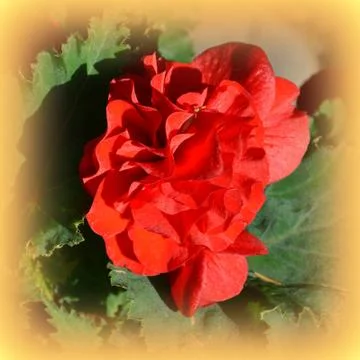 Nice flower in early spring. The first flowers appear in spring season Stock Photos