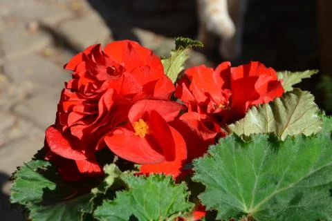 Nice flower in early spring. The first flowers appear in spring season Stock Photos