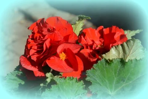 Nice flower in early spring. The first flowers appear in spring season Stock Photos