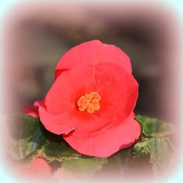 Nice flower in early spring. The first flowers appear in spring season Stock Photos