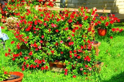 Nice flower in early spring. The first flowers appear in spring season. Landscap Stock Photos