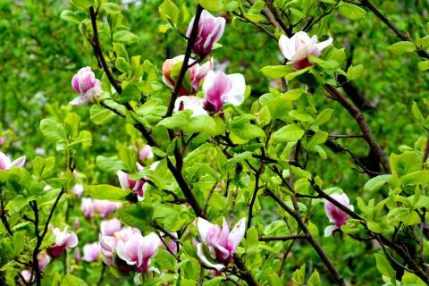 Nice flower in early spring. The first flowers appear in spring season Foto stock