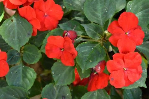 Nice flower in early spring. The first flowers appear in spring season. Landscap Stock Photos