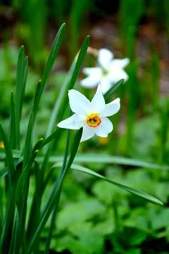 Nice flower in early spring Stock Photos