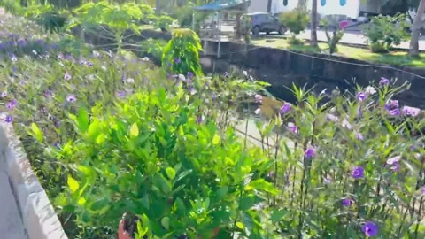 Nice flower Stock Footage 229369181