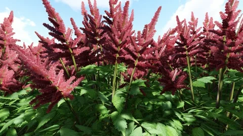 Nice Flower on the Garden Stock Footage 338124976