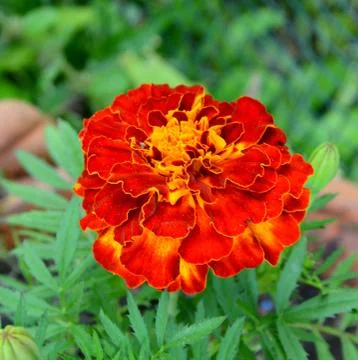 Nice flower in the garden, in springtime Stock Photos