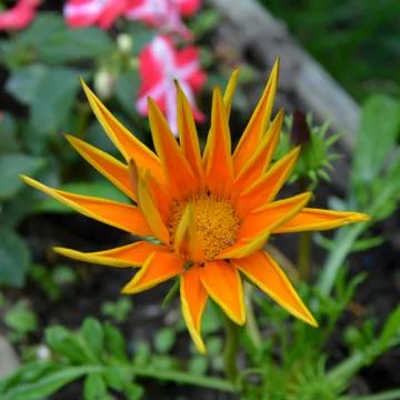 Nice flower in the garden, in springtime Stock Photos