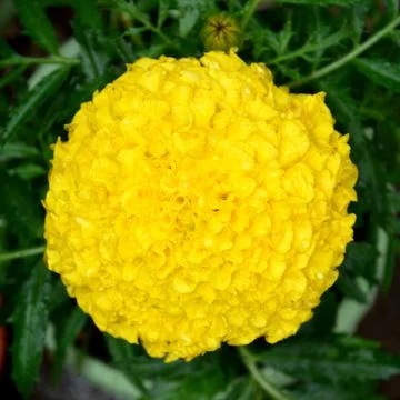 Nice flower in the garden, in springtime Foto stock