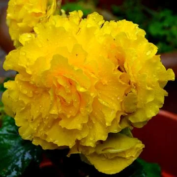 Nice flower in the garden, in springtime Stock Photos