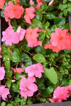 Nice flower in the garden, in springtime Stock Photos