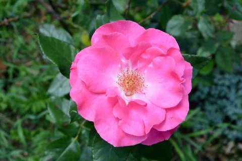 Nice flower in the garden, in springtime Stock Photos