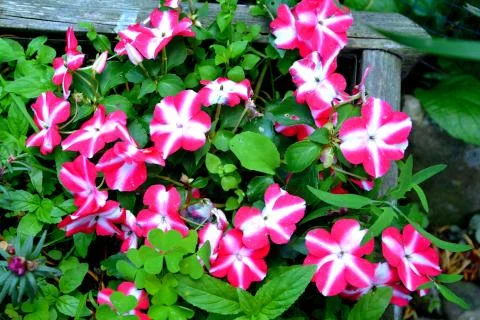 Nice flower in the garden, in springtime Stock Photos