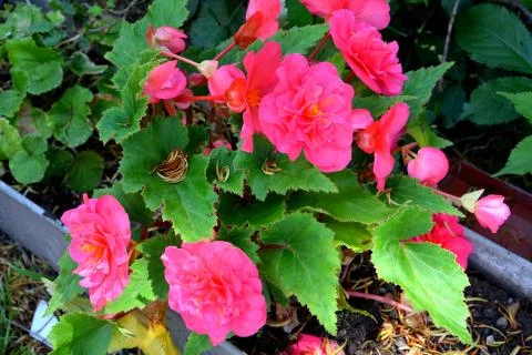 Nice flower in the garden, in springtime Stock Photos