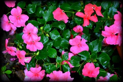 Nice flower in the garden, in springtime Stock Photos