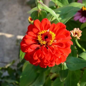 Nice flower in the garden, in springtime Stock Photos