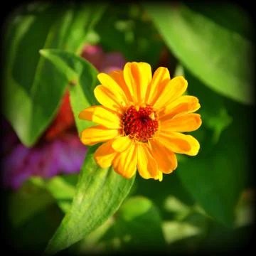 Nice flower in the garden, in springtime Stock Photos