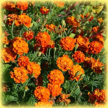 Nice flower in the garden, in springtime Stock Photos
